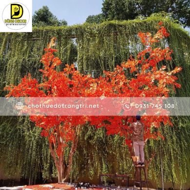 cây phong lá đỏ